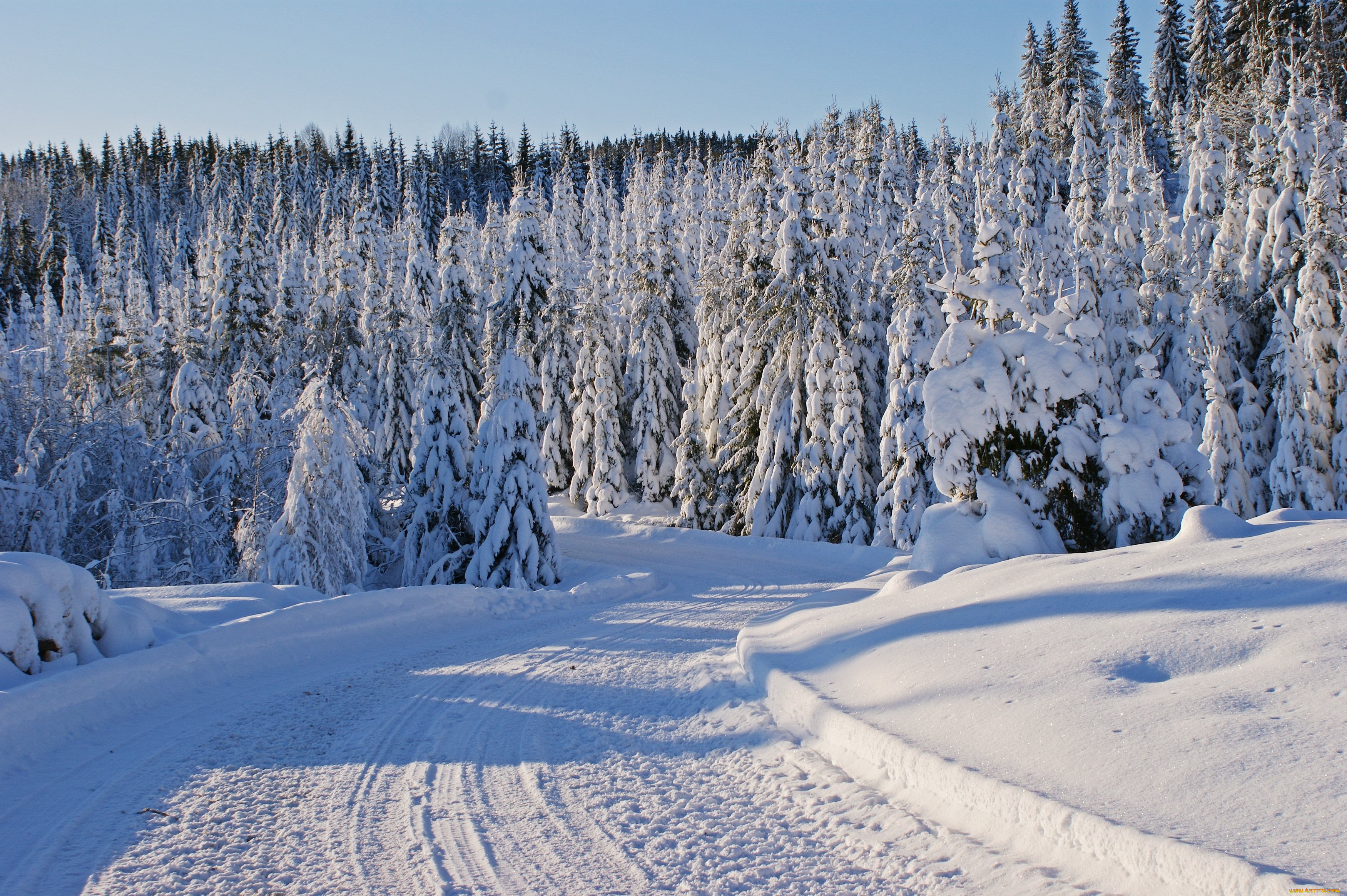 Географическая зима. Зимний лес. Зимой в лесу. Заснеженный лес. Lbvybq KTC.